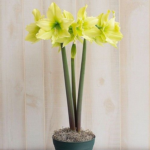 Amaryllis (Hippeastrum) Yellow Star Amarylia