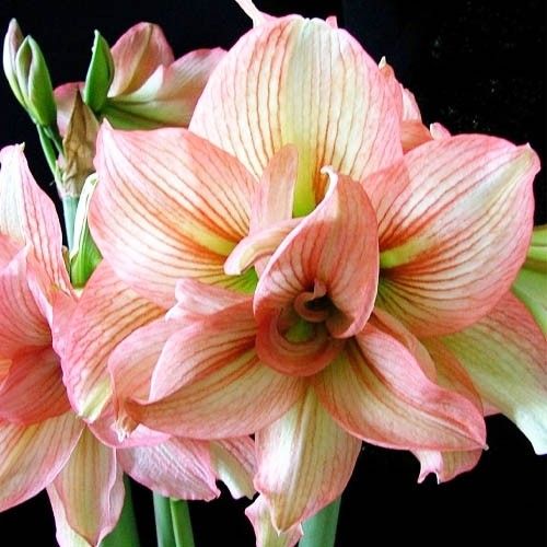 Amaryllis (Hippeastrum) Zombie Amarylia