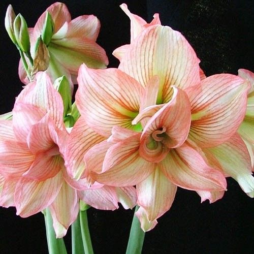 Amaryllis (Hippeastrum) Zombie Amarylia