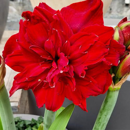 Amaryllis Scarlett Belle Amarylia