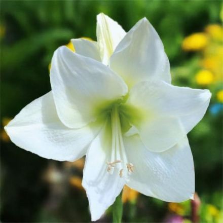 Amaryllis (Hippeastrum) Albarino - Amarylia