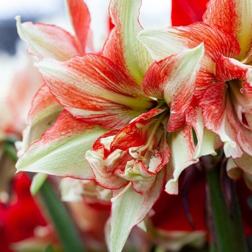 Amaryllis (Hippeastrum) Bentley - Amarylia