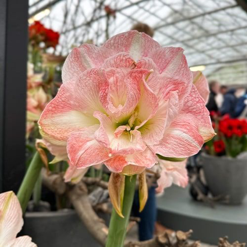 Amaryllis (Hippeastrum) Blossom Nymph - Amarylia