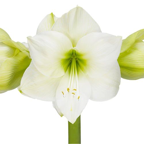 Amaryllis (Hippeastrum) Casablanca - Amarylia