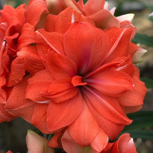 Amaryllis (Hippeastrum) Coral Belle  - Amarylia