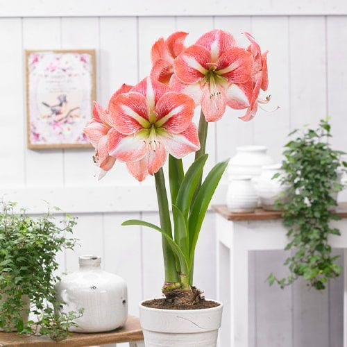 Amaryllis (Hippeastrum)Giant Flame - Amarylia