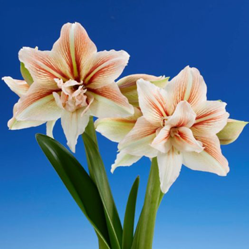 Amaryllis (Hippeastrum) Inca Star - Amarylia