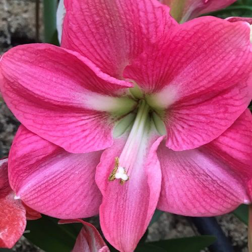 Amaryllis (Hippeastrum) Pink Honey - Amarylia