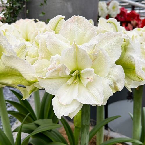Amaryllis (Hippeastrum) Polar Belle - Amarylia