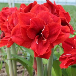 Red Torro amaryllis (Hippeastrum) with single red flowers