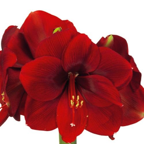 Amaryllis (Hippeastrum)Romeo - Amarylia