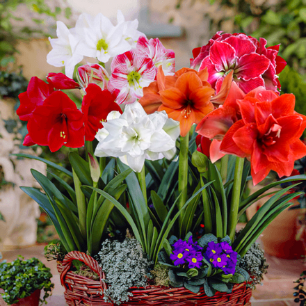 Amaryllis (Hippeastrum) Surprise Collection (10 Bulbs) - Amarylia