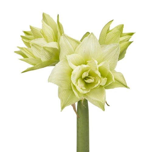 Amaryllis (Hippeastrum) White Glory - Amarylia