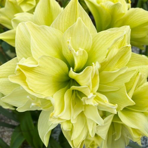 Amaryllis (Hippeastrum) Yellow Crown - Amarylia