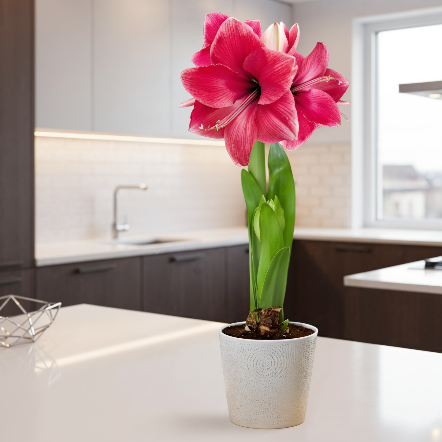 Amaryllis (hippeastrum) roze rivaal