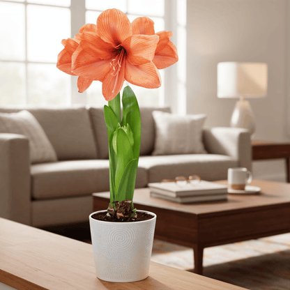 Amaryllis (HippeastRum) Rilona