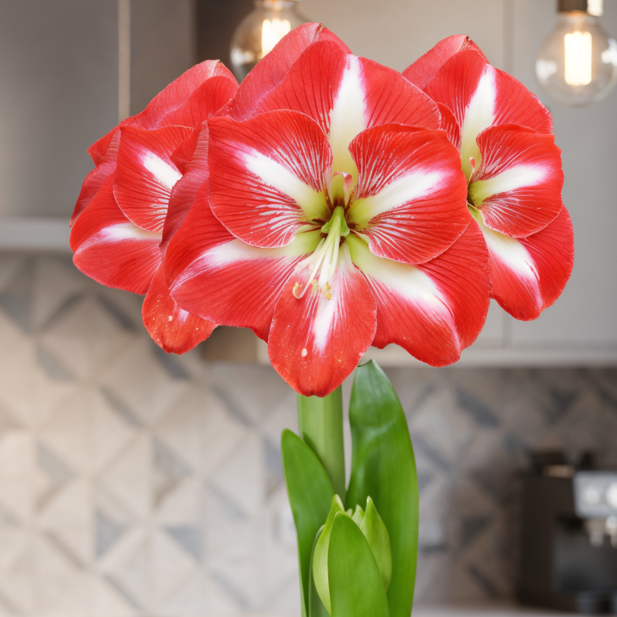 Amaryllis (Hippeastrum) Cocktail