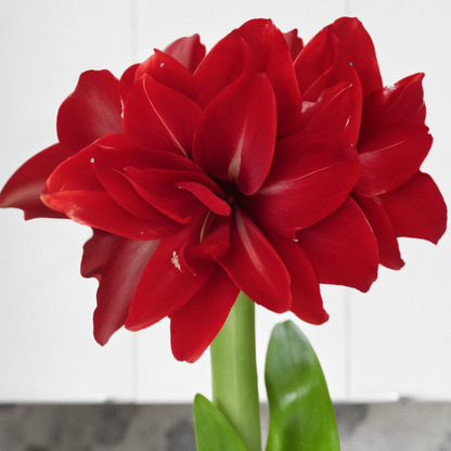 Amaryllis (hippeastrum) dubbele draak