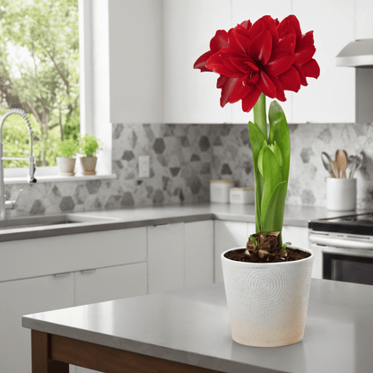 Amaryllis (hippeastrum) dubbele draak