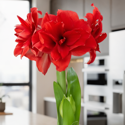 Amaryllis (hippeastrum) Amarantia