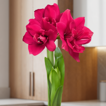 Amaryllis (hippeastrum) fluwelen nimf