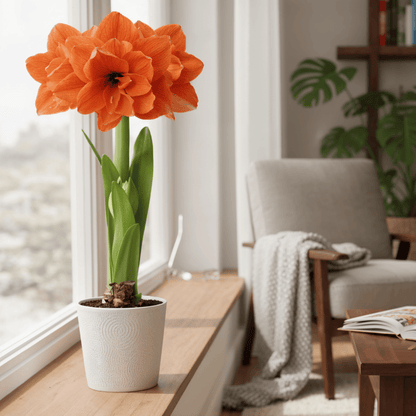 Amaryllis (Hippeastrum) Orange Double