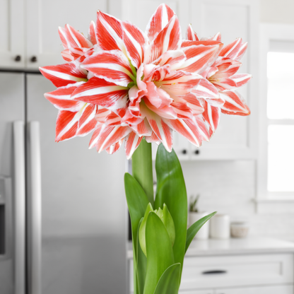 Amaryllis (hippeastrum) Dancing Queen
