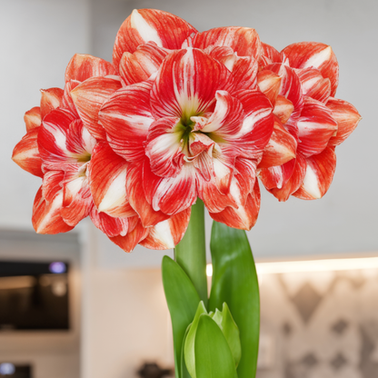 Amaryllis (hippeastrum) zonneschijn nimf