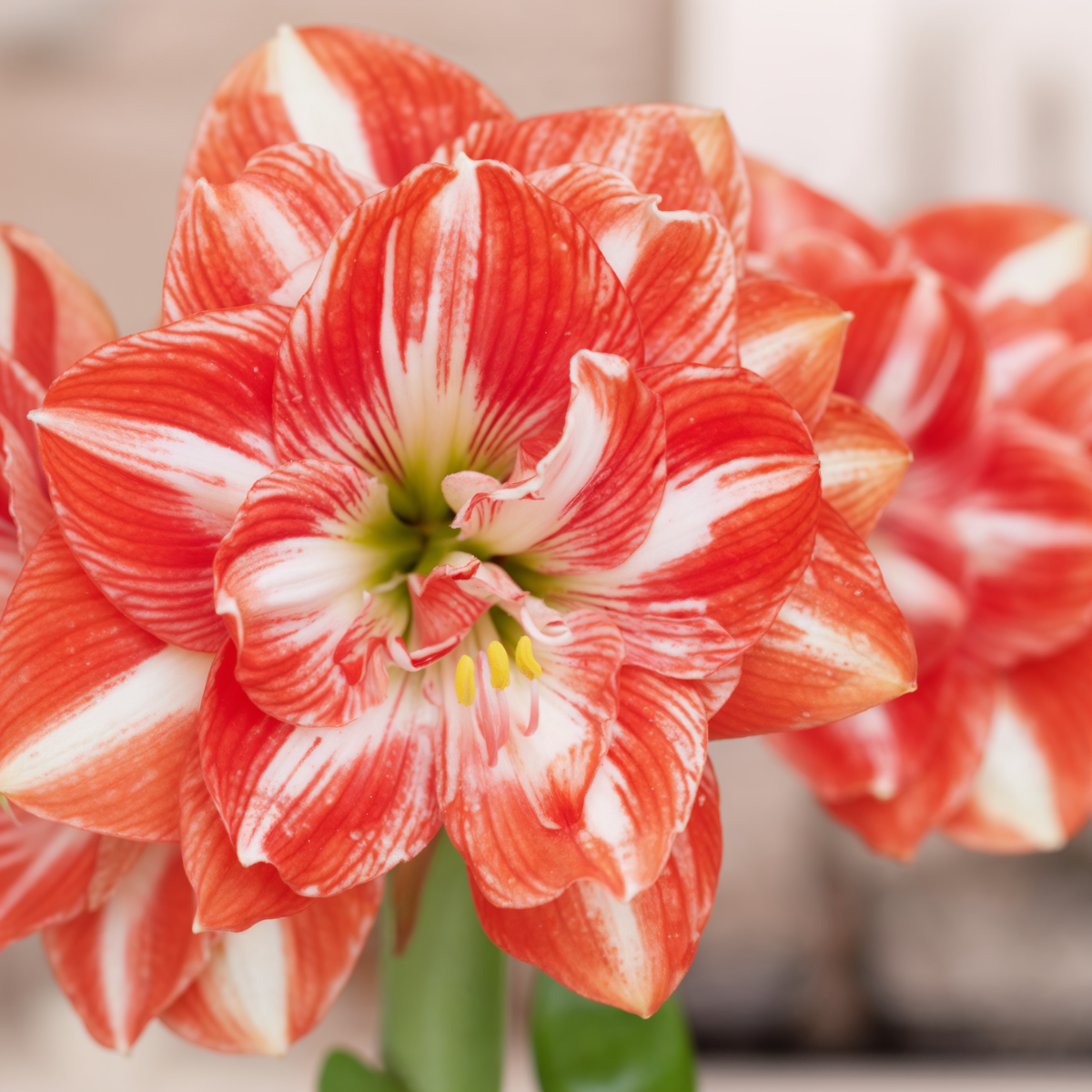 Amaryllis (hippeastrum) zonneschijn nimf