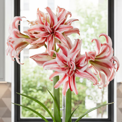 Amaryllis (hippeastrum) doublet