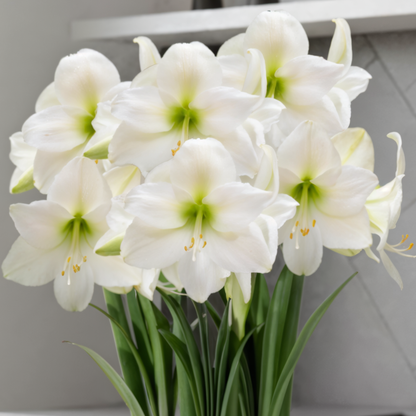 Amaryllis (Hippeastrum) Mont Blanc
