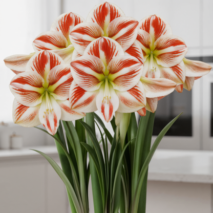Amaryllis (hippeastrum) clown