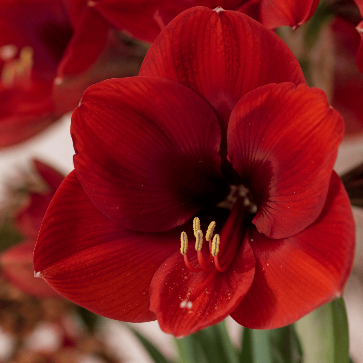Amaryllis (hippeastrum) rode leeuw