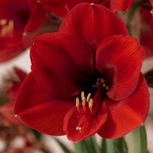 Amaryllis (hippeastrum) rode leeuw
