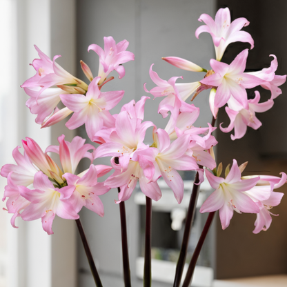 Amaryllis (HippeastRum) Belladonna