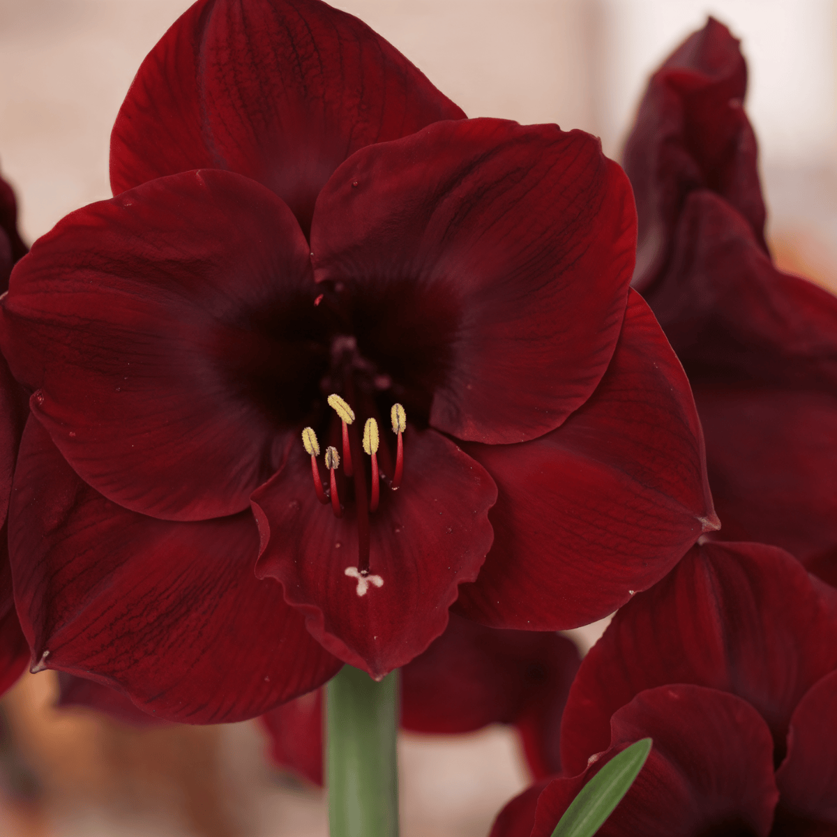 Amaryllis (hippeastrum) benfica