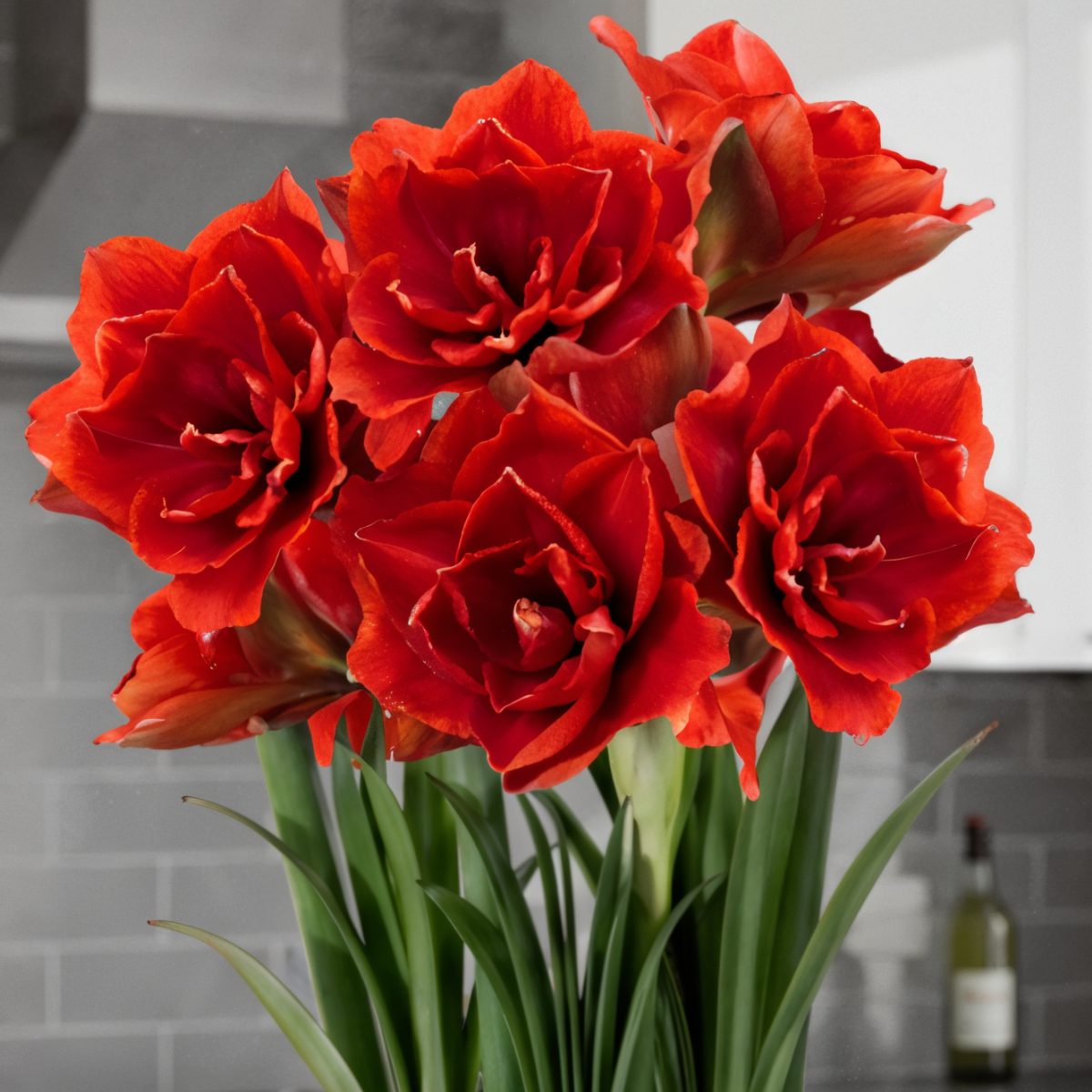 Amaryllis (hippeastrum) cherry nimf