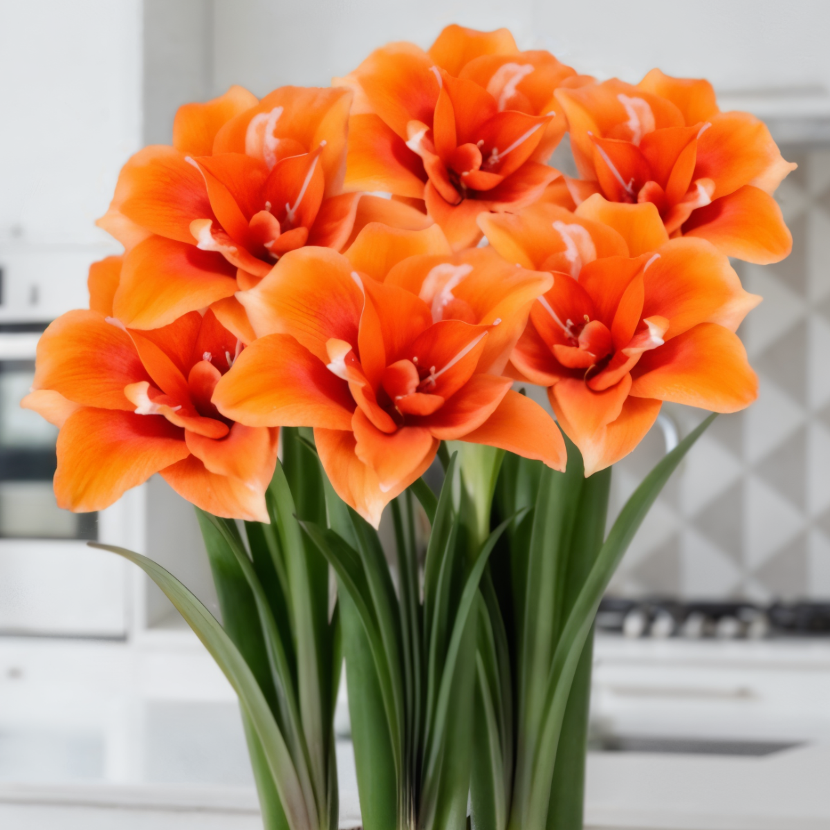 Amaryllis (Hippeastrum) Celica