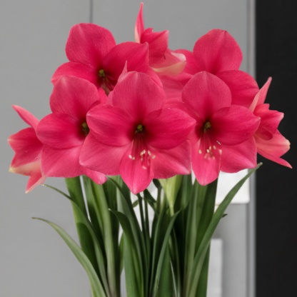Amaryllis (hippeastrum) roze verrassing