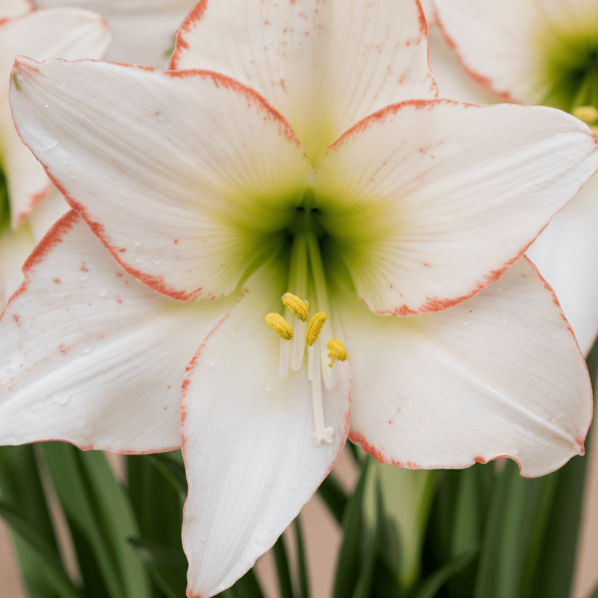 Amaryllis (hippeastrum) picotee