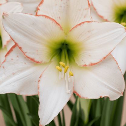 Amaryllis (hippeastrum) picotee