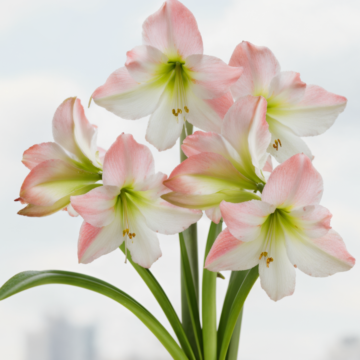 Amaryllis (hippeastrum) Apple Blossom