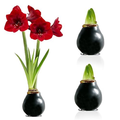 Black Wax (2 pieces) Amaryllis Bulb Collection Amarylia