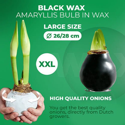 Black Wax (2 pieces) Amaryllis Bulb Collection Amarylia