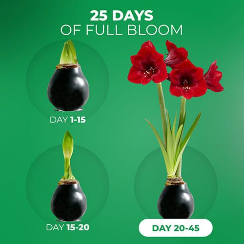 Black Wax (2 pieces) Amaryllis Bulb Collection Amarylia