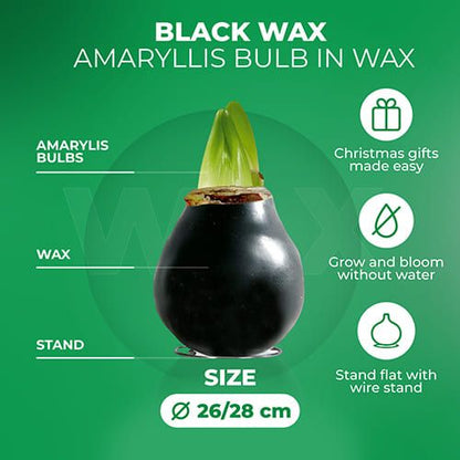 Black Wax (2 pieces) Amaryllis Bulb Collection Amarylia