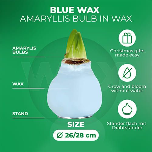 Blue Wax (2 Pieces) Amaryllis Bulb Collection Amarylia