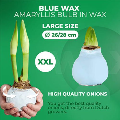 Blue Wax (2 Pieces) Amaryllis Bulb Collection Amarylia