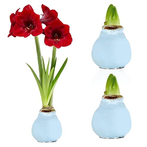 Blue Wax (2 Pieces) Amaryllis Bulb Collection Amarylia