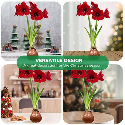 Dutch Bulbs Choco Wax Amaryllis Bulbs, 2 Wax Flower Bulbs Amarylia